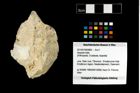 Foto (Objekt + Etikett) von Isopoda indet.  (NHMW-GEO-2014-0194-0960)